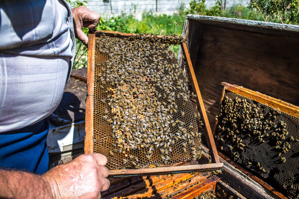 beekeeping